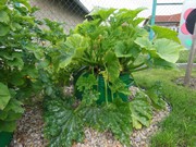 Zahrádka ve školce